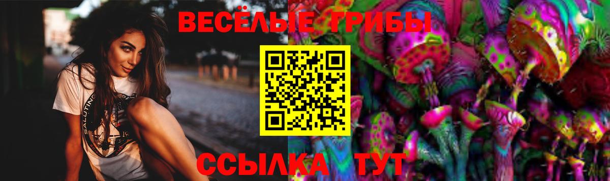 Псилоцибиновые грибы Psilocybe Краснодар